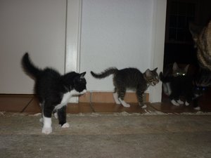 erster Ausflug in die große Welt 034.jpg erster Ausflug in die große Welt 034.jpg