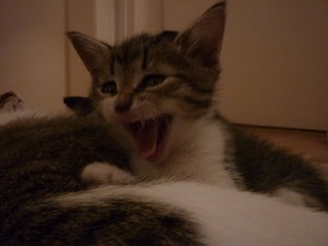 erster Ausflug in die große Welt 024.jpg erster Ausflug in die große Welt 024.jpg