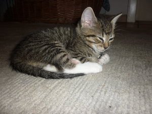 erster Ausflug in die große Welt 013.jpg erster Ausflug in die große Welt 013.jpg