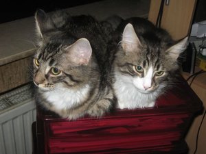 Bilder Fahrrad 578.jpg