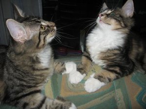 Bilder Fahrrad 494.jpg