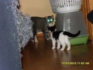 Jack und Tommy die ersten Minuten 010 [800x600].jpg