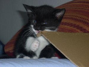 07.08.2010  (6 Wochen) 028.jpg