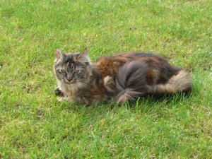 Kopie (2) von CIMG2649.JPG