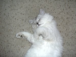 völlig fertig ..... einfach zu heiss 033.jpg