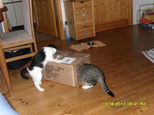 neue Mütze 3 001 [800x600].jpg