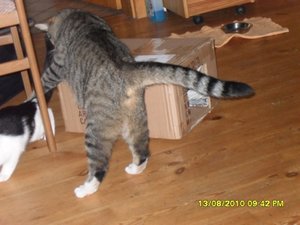 neue Mütze 3 005 [800x600].jpg