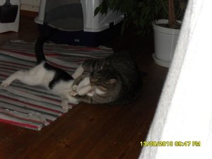 neue Mütze 3 011 [800x600].jpg