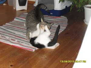 neue Mütze 3 012 [800x600].jpg