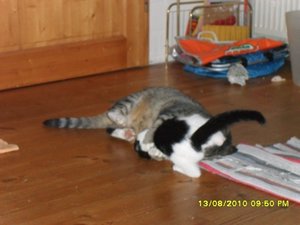 neue Mütze 3 015 [800x600].jpg