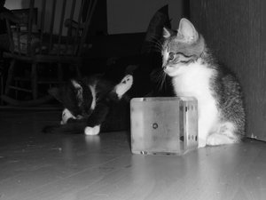 7 Wochen (3) 011.jpg