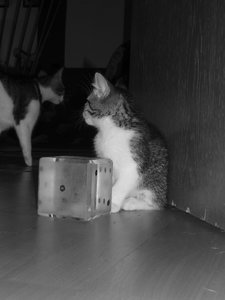 7 Wochen (3) 013.jpg