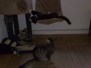 Daisy und Kitten 023.jpg