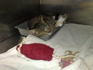 Gysmo,Lucky und Daisy 004.jpg