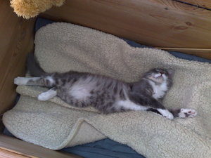 Charly,Gysmo,Daisy 014.jpg