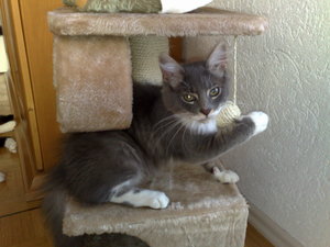 Charly,Gysmo,Daisy 012.jpg