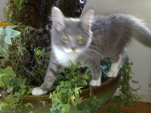 Charly,Gysmo,Daisy 008.jpg