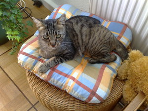 Charly,Gysmo,Daisy 015.jpg