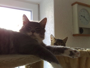 Charly,Gysmo,Daisy 011.jpg