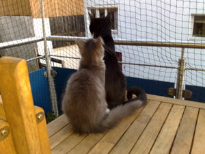 Charly,Gysmo,Daisy 002.jpg