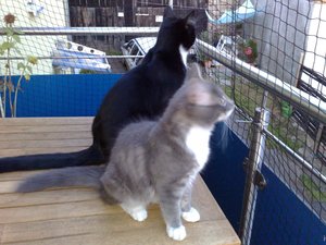 Charly,Gysmo,Daisy 003.jpg