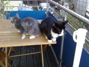 Charly,Gysmo,Daisy 004.jpg