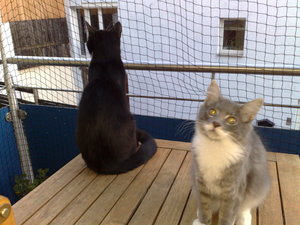 Charly,Gysmo,Daisy 001.jpg