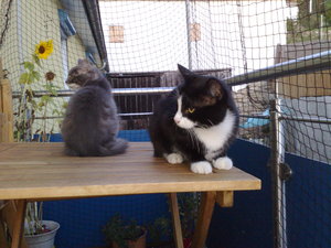 Charly,Gysmo,Daisy 005.jpg