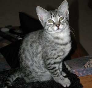 egyptian-mau-cat-facts-2.jpg