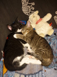 18.August 2010 046.jpg