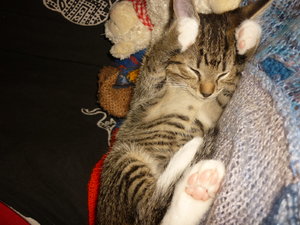 18.August 2010 053.jpg