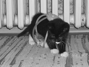 18.August 2010 007.jpg