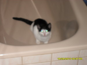 mütze vs tommy 001.jpg