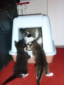 28.07.2010 4 Wochen alt 022.jpg