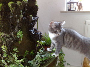 meine Rasenmäher 003.jpg