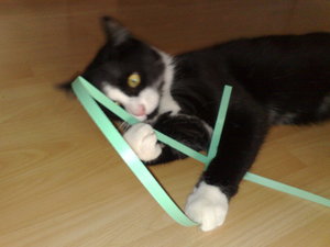 meine Rasenmäher 025.jpg