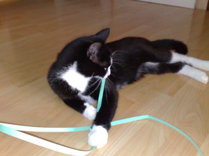 meine Rasenmäher 024.jpg