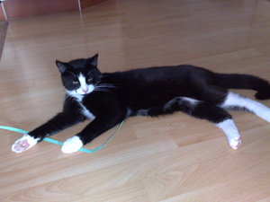 meine Rasenmäher 020.jpg