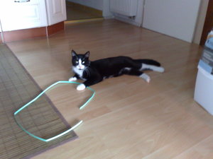 meine Rasenmäher 017.jpg