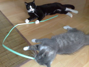 meine Rasenmäher 022.jpg