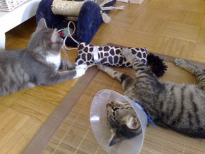 meine Rasenmäher 018.jpg