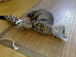 meine Rasenmäher 019.jpg