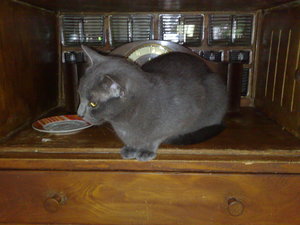 meine Rasenmäher 021.jpg