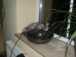 Cooter, Zoey und Felix 014.jpg