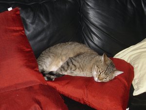 Cooter, Zoey und Felix 017.jpg