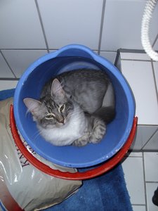 Cooter, Zoey und Felix 021.jpg