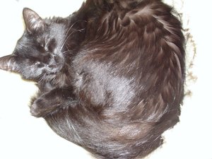 unsere Fellnasen 008.jpg