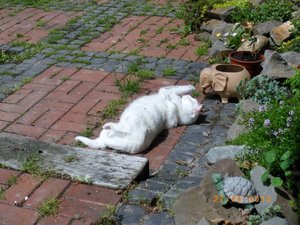 IMGP1838 (1024x768).jpg