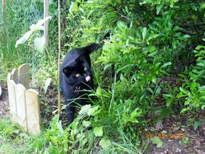 IMGP1850 (1024x768).jpg