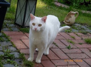 IMGP1861 (1024x768).jpg